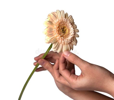 Womans Hand Holding Daisy Flower Isolated On White Background Stock