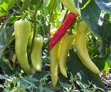 Sweet banana pepper plant size. Banana Pepper Salami Bites | Mountain Valley Living