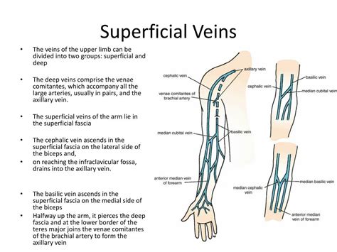 Upper Arm Vein Anatomy