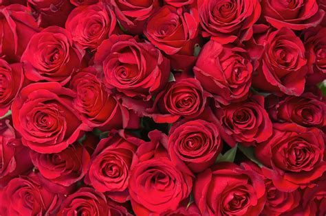 Costco Valentines Day 2018 50 Roses Deal Apartment Therapy