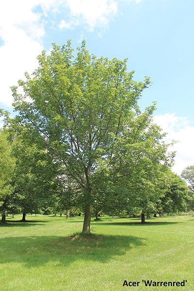 Acer Truncatum And Hybrids Tree Species Calculator List