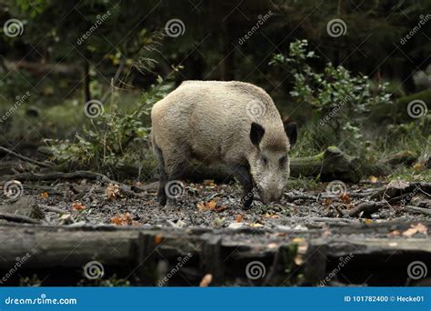 Wild Boars In The Forest Stock Photo Image Of Frock 101782400