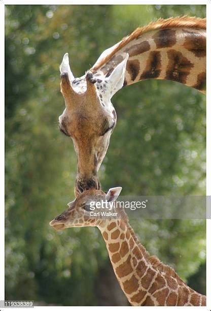 Giraffe Mother And Baby Photos And Premium High Res Pictures Getty Images