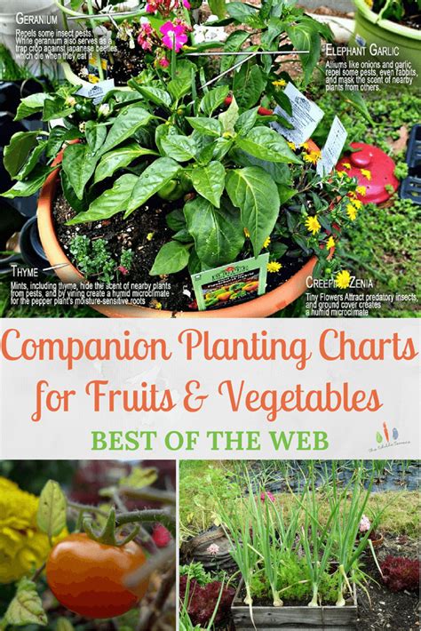 Companion Planting Charts for Vegetables & Fruit | Companion planting chart, Companion planting ...