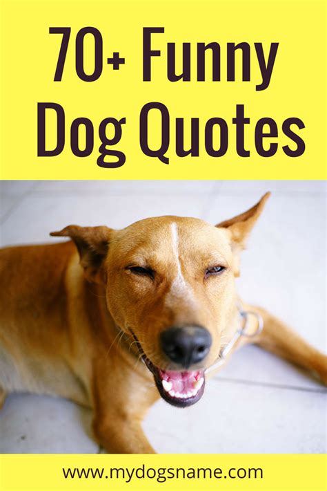 Looking For Funny Dog Quotes Get Ready This Collection Of 70 Funny