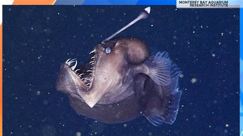 Rare Black Seadevil Fish Caught On Camera