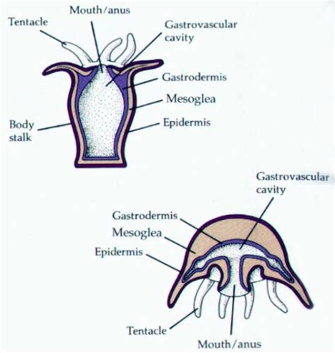 The Digestive System And Its Porifera Phylum Digestive System