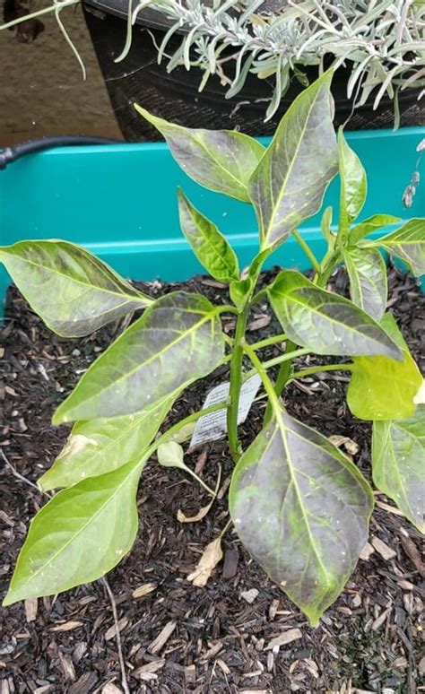 Plant Leaves Turning Black 7 Causes And Possible Solutions