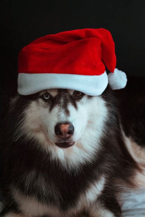 Dog In Santa Hat · Free Stock Photo