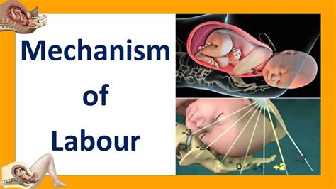 Mechanism Of Labour Seven Cardinal Movements Of Labour Labor And Delivery Labor And Birth