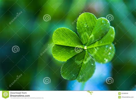 Four Leaf Clover Close Up Stock Photo Image Of Green 92488948