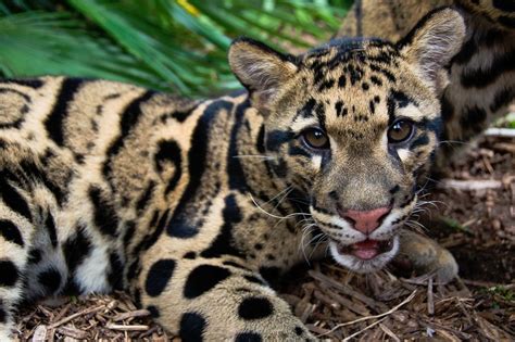Pin On Big Cats ♥ Sunda Clouded Leopard