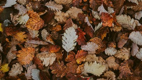 Download Wallpaper 1920x1080 Leaves Dry Fallen Autumn Foliage Full