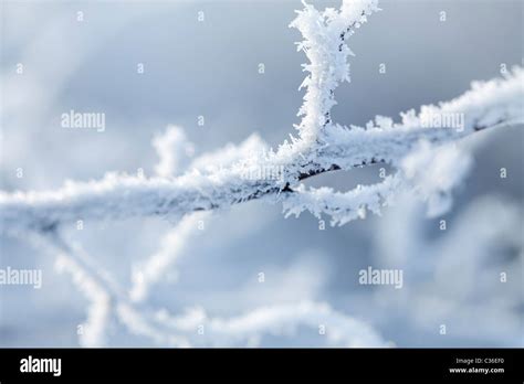 Branches Covered In Snow And Ice Crystals Stock Photo Alamy