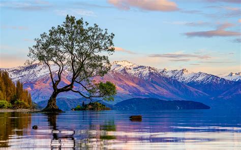 How You Can Help Protect New Zealands Most Famous Tree