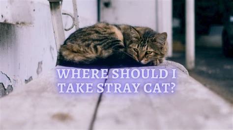 What To Do If You Find A Stray Cat Where Do You Take Stray Cats