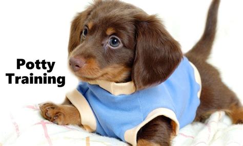 I mean a lot, a lot. 17 best House Training A Puppy images on Pinterest | Potty ...