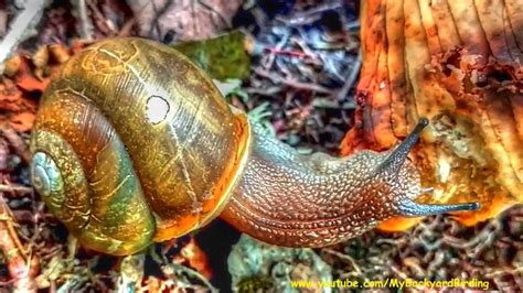 Backyard Birdingand Nature Largest Land Snail In Usa Will Amaze You
