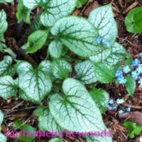 Perennial Of The Year Brunnera Jack Frost New Garden And Diy Blog