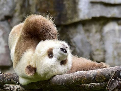 Worlds Only Brown Panda Lives Happily In Chinese Nature Reserve
