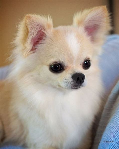 Long Hair Chihuahua 😍 Chihuahua Puppies Chihuahua Puppies