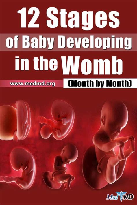 12 Stages Of Baby Developing In The Womb Month By Month