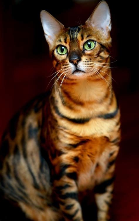 15 Famous Striped Cat Breeds In The World