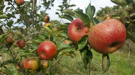 Ten Commandments Apple Tree £2200 Dessert Apples Mid Season