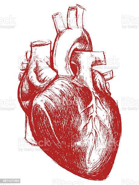 Human Heart Drawing Line Work Stock Illustration Download Image Now
