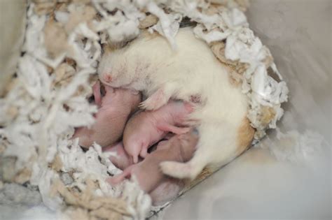 What Should You Do If Your Hamster Has Babies