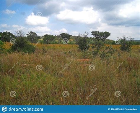 Clouds Over A Grassland And Open Woodland Landscape In Africa Stock
