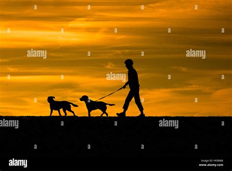 Man Walking Dogs On Dunwich Beach Suffolk August Stock Photo Alamy