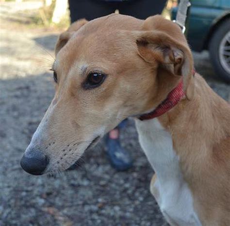 Parker 7 Month Old Male Saluki Cross Lurcher Dog For Adoption
