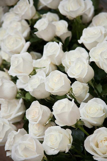 Drucke eigene designs auf stoffen, tapeten und geschenkpapieren mit spoonflower schon ab $5. White roses | Hintergrund, Rosen