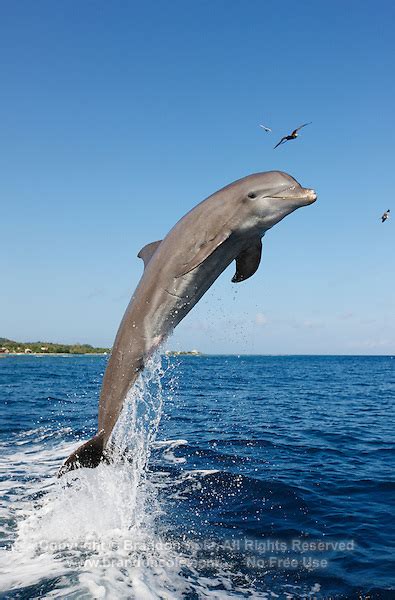 One Bottlenose Dolphin Jumping Marine Photography By Brandon Cole