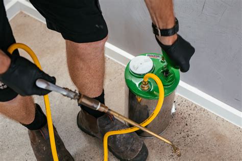 Diy Termite Treatment Vs Professional Termite Control Safeguard Pest