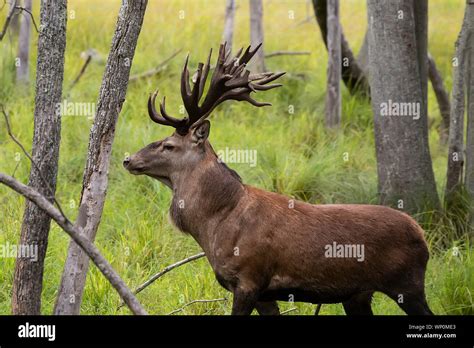 European Red Deer Cervus Elaphus In Rut It Is Fourth The Largest