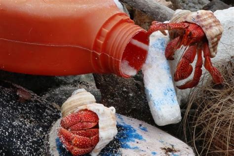 Hermit Crabs Near A Plastic Bottle Image From Imas Report Into Marine