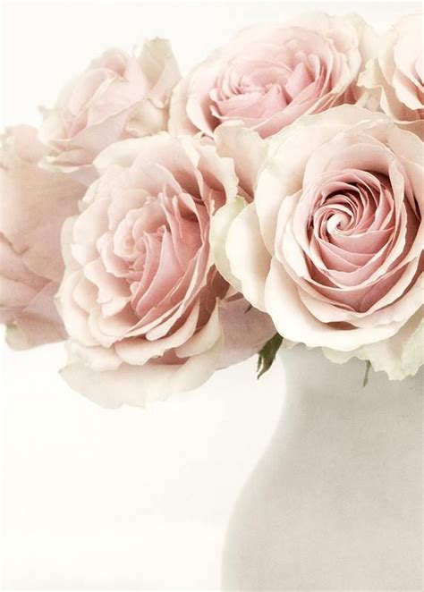 Pin By Zeesi On Flowers In 2020 Blush Pink Rose Flowers Rose