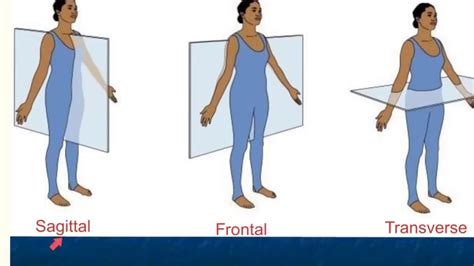 Anatomical Position And Directional Terms YouTube