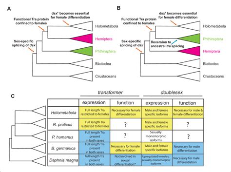 Evolutionary Assembly Of The Insect Sexual Differentiation Pathway