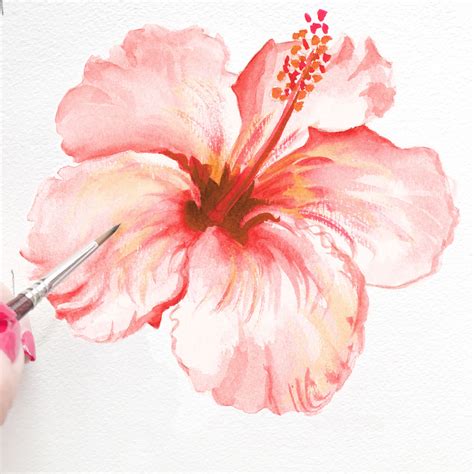 Hibiscus Flower I Painted Rwatercolor