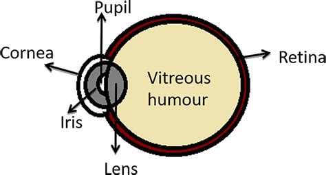 Schematic Diagram Of Eye Representing Vitreous Humor Download