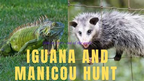 Hunting Opossum Manicou And Iguana From Trinidad Caribbean Island
