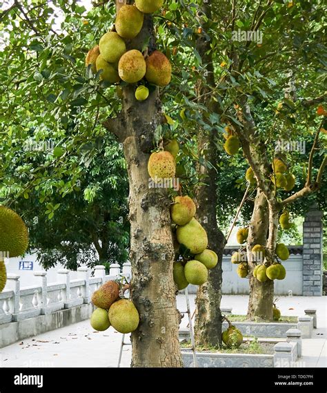 Jackfruit On The Tree In Vietnam Tam Coc Stock Photo Alamy