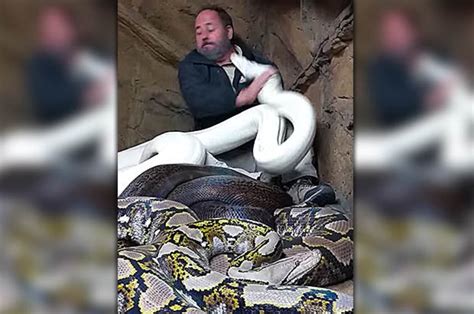 Bloke Climbs Into Cage With Three Giant Pythons Gets Bitten A Lot