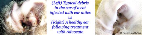 Cats Ear Infected With Ear Mites With Dark Brown Wax Vs Clean Ear