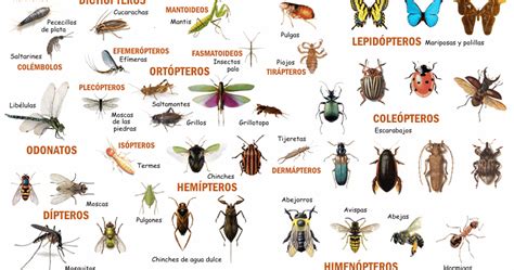 Entomologia Principales Ordenes De Insectos