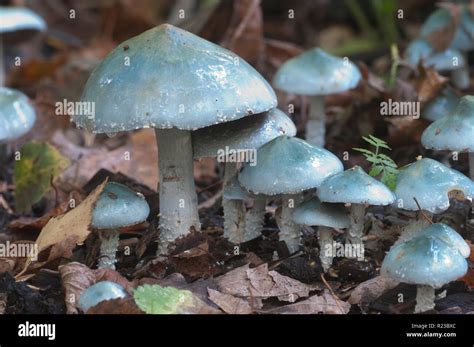 Stropharia Caerulea Mushrooms Closeup Shot Local Focus Stock Photo