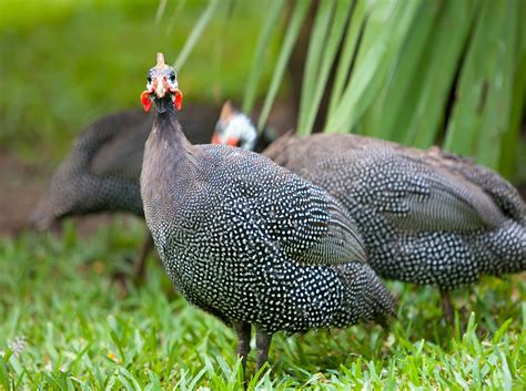 Ginea1, izen ofiziala gineako errepublika1 , mendebaldeko afrikako estatu burujabea da, ozeano atlantikoaren bazterrean dagoena. Guinea Fowl - Curacao ZOO - Parke Tropikal